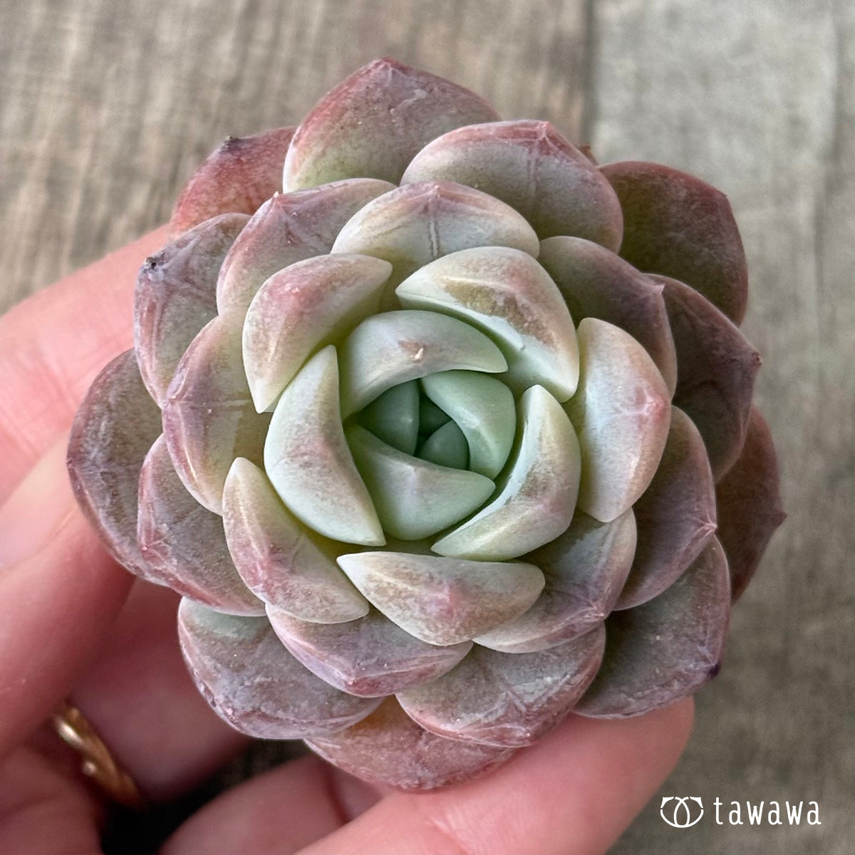 新入荷* ベビーピンク(チャンヒー農園苗) – 多肉植物の通販 新入荷* ベビーピンク(チャンヒー農園苗) – 多肉植物の通販