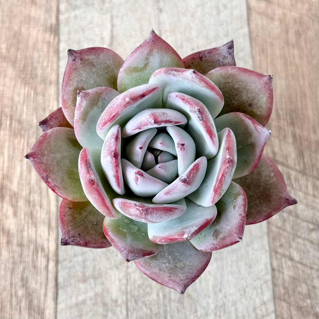 ブラックサバス②