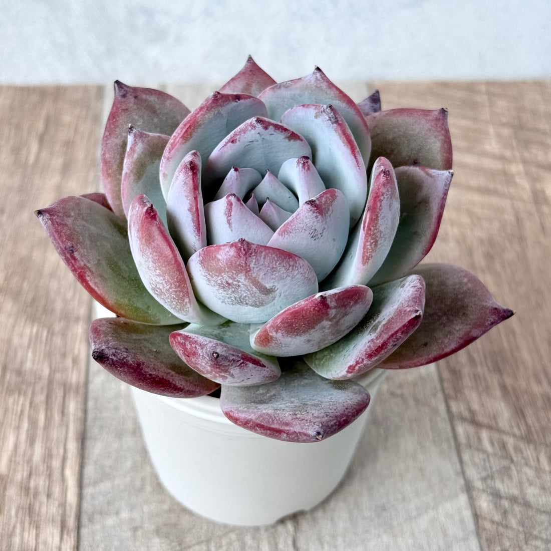 ブラックサバス②