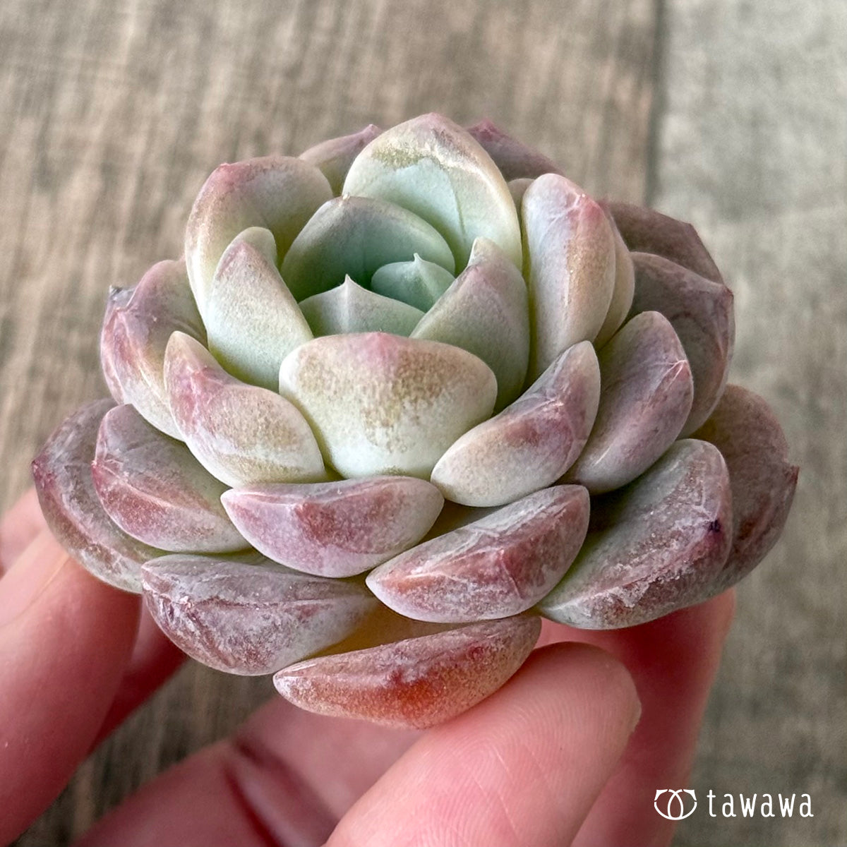 페로몬 (챔피언 모종)