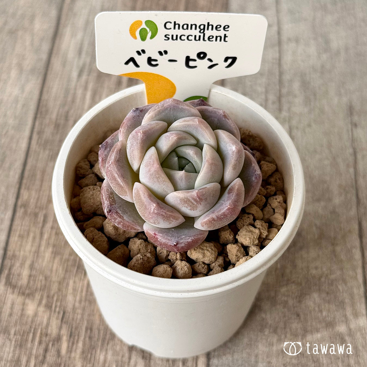 페로몬 (챔피언 모종)