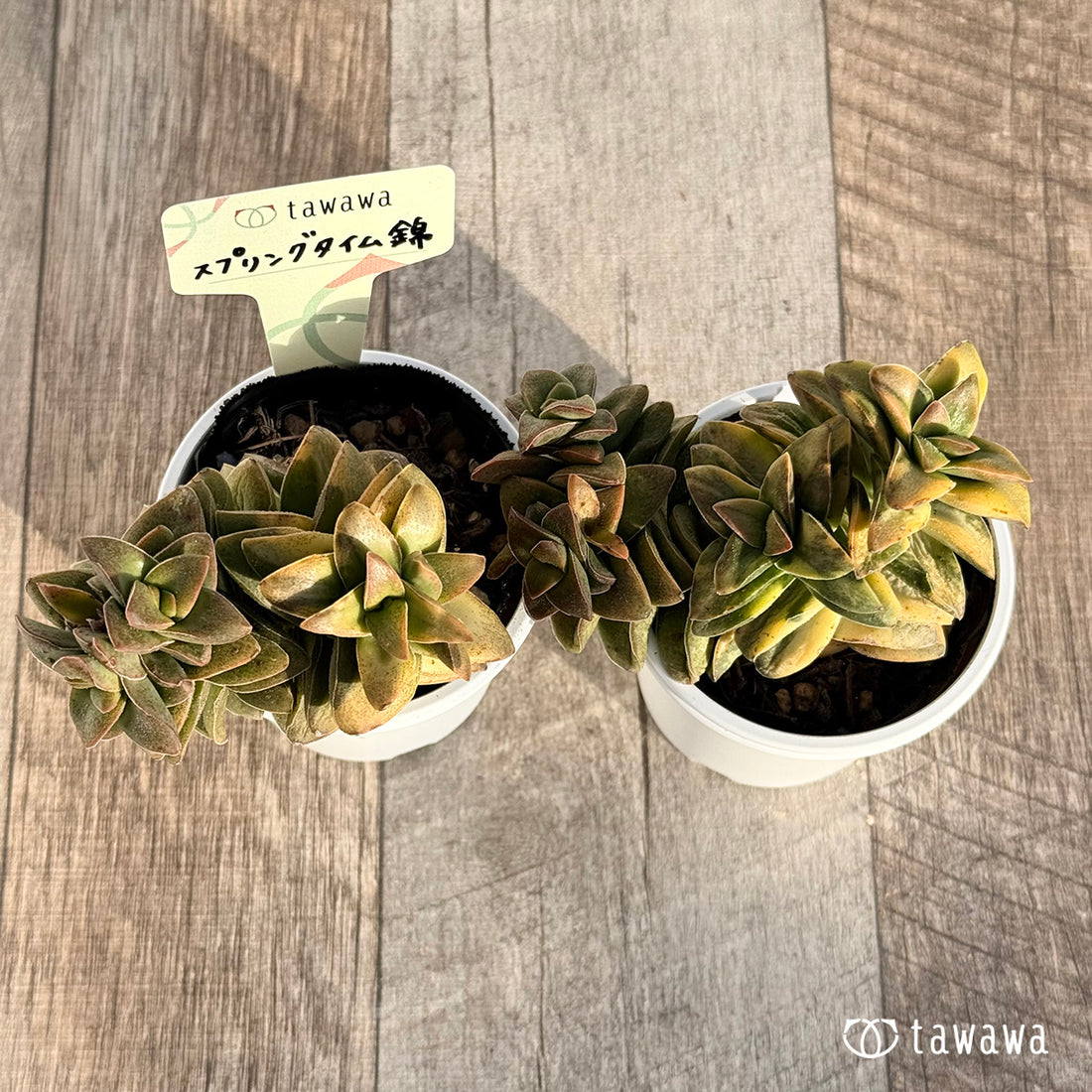 スプリングタイム錦 【tawawaハウス苗】