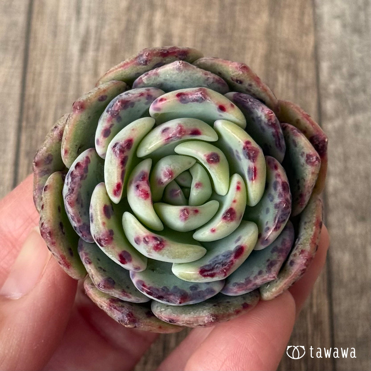 【2/18発売】ポイズン(チャンヒー農園苗)