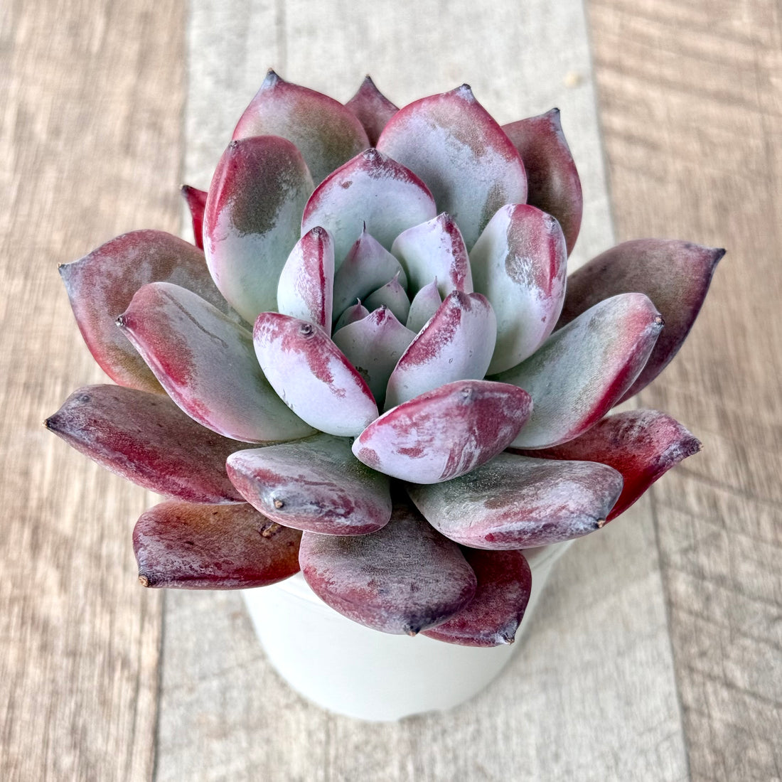 ブラックサバス③