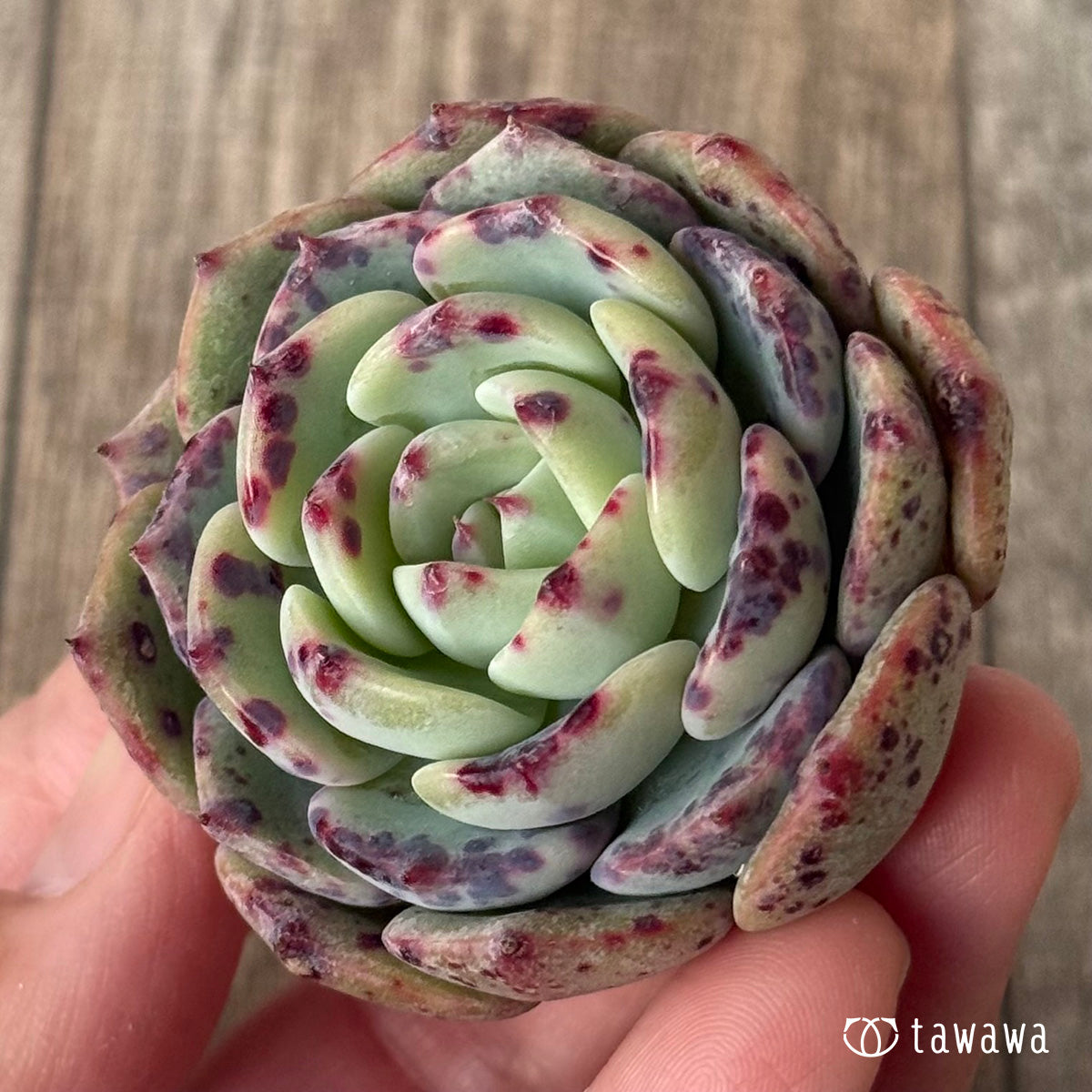 【2/18発売】ポイズン(チャンヒー農園苗)