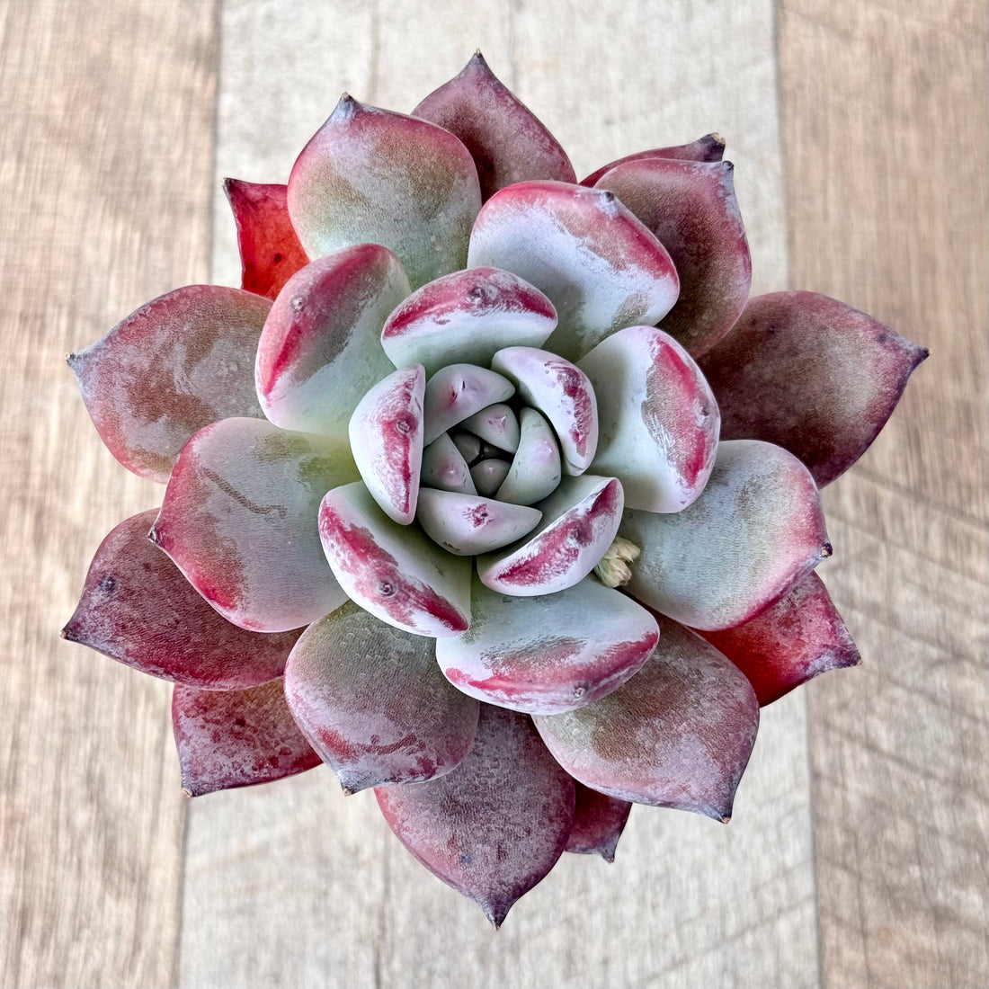 ブラックサバス③