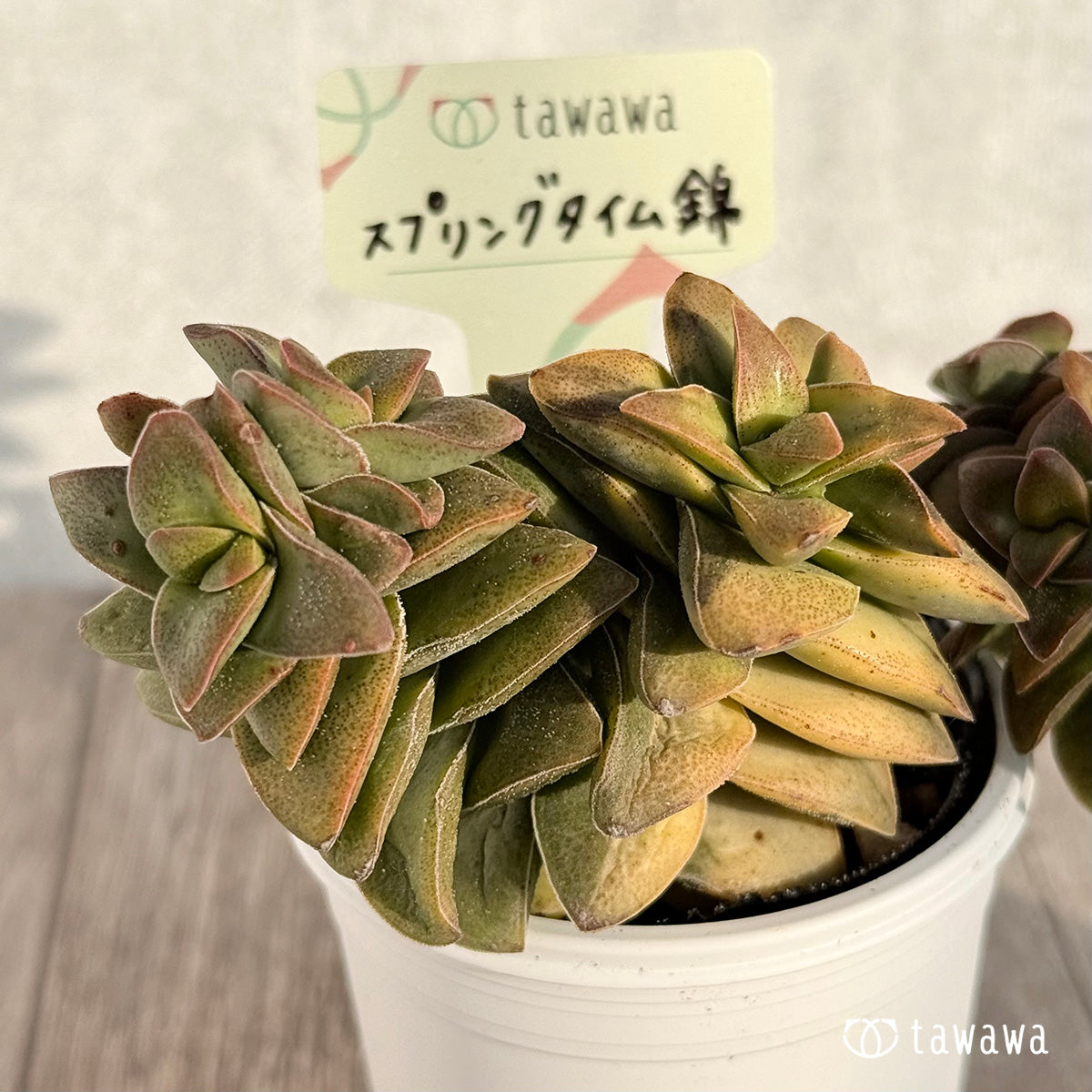 スプリングタイム錦 【tawawaハウス苗】