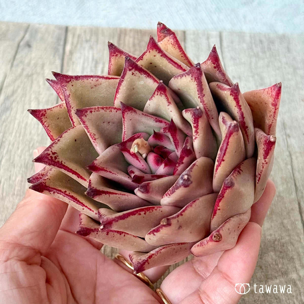 페로몬 (챔피언 모종)