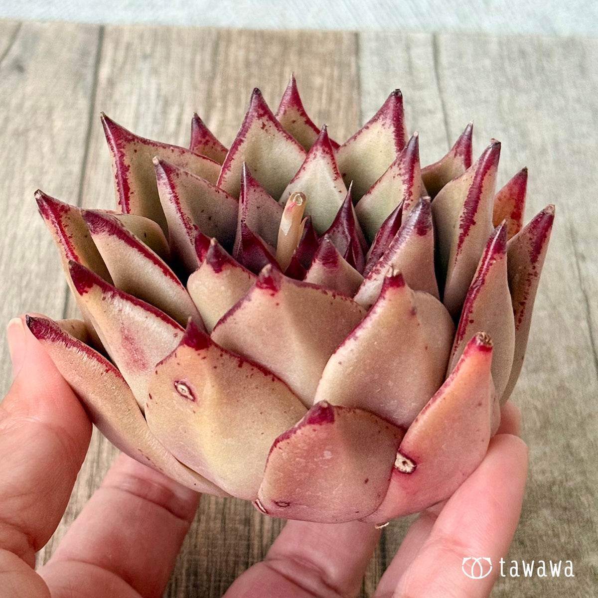 페로몬 (챔피언 모종)