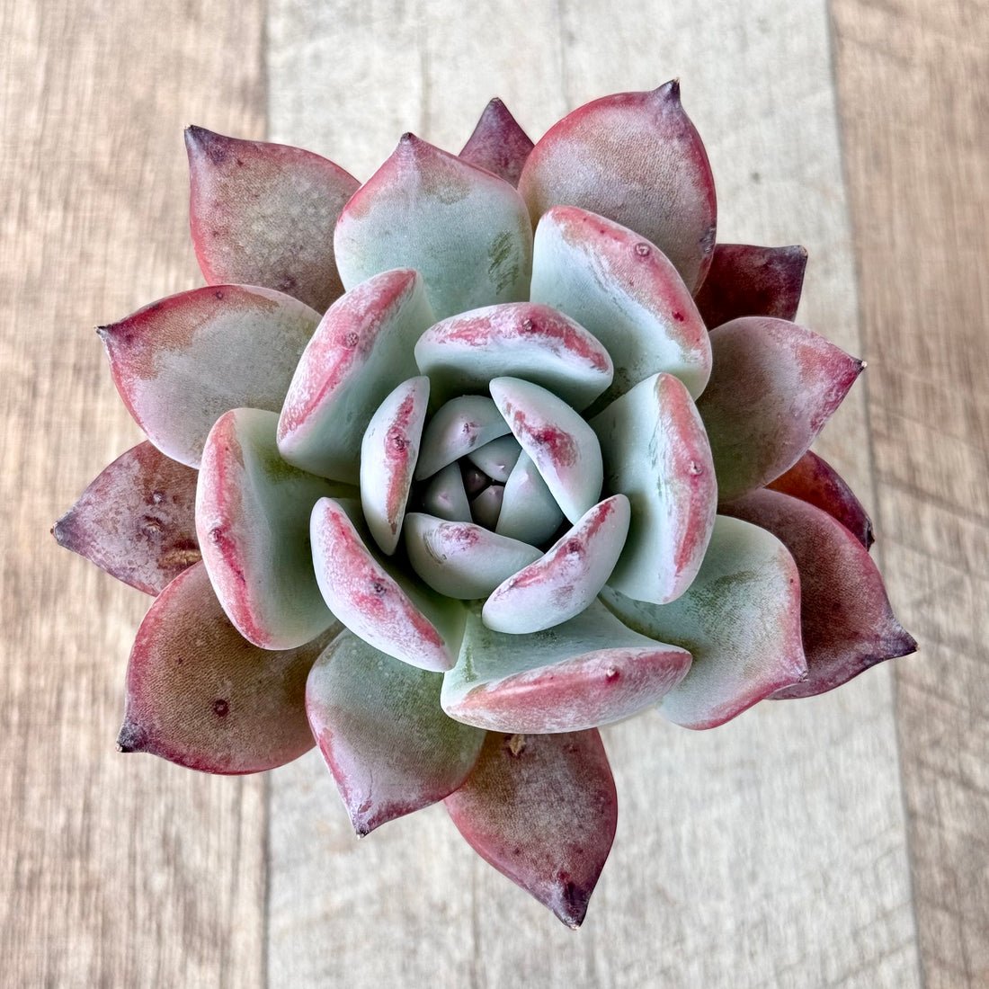 ブラックサバス④