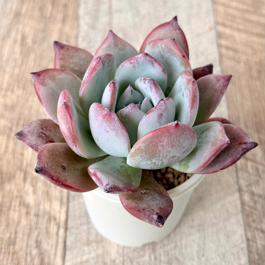 ブラックサバス④