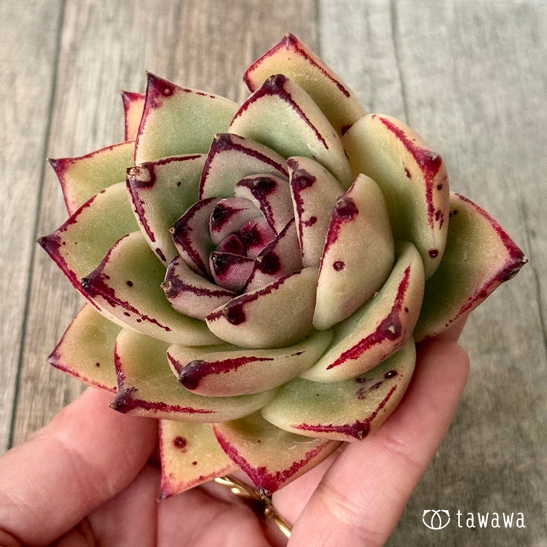 New Arrivals: Ice Green