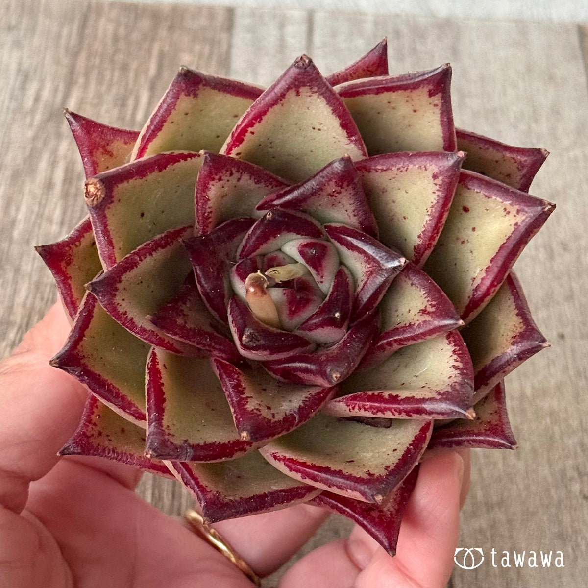 페로몬 (챔피언 모종)