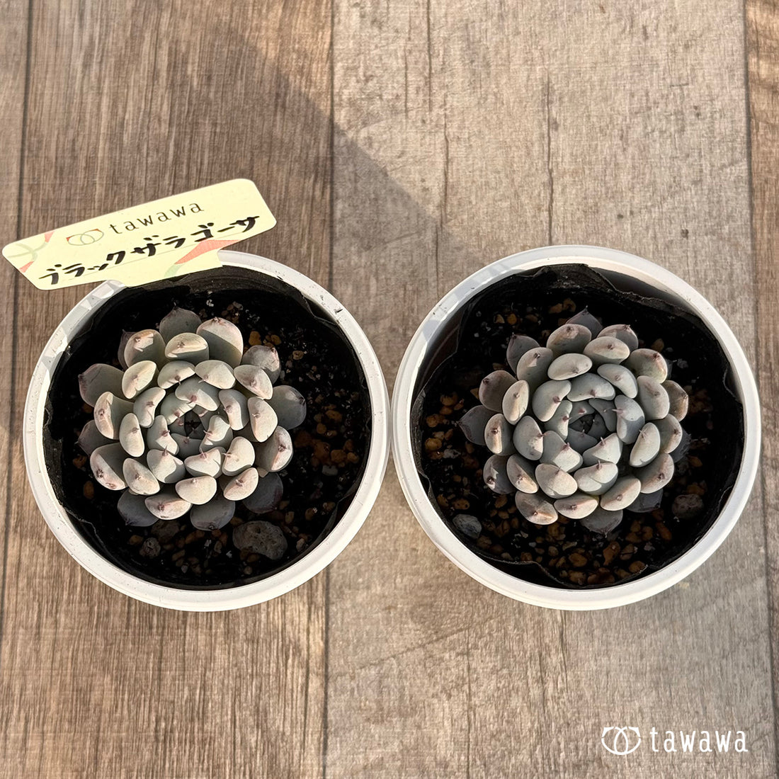 ブラックザラゴーサ 【tawawaハウス苗】