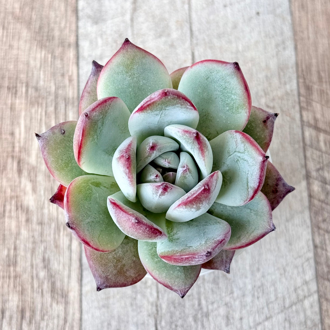 ブラックサバス⑤