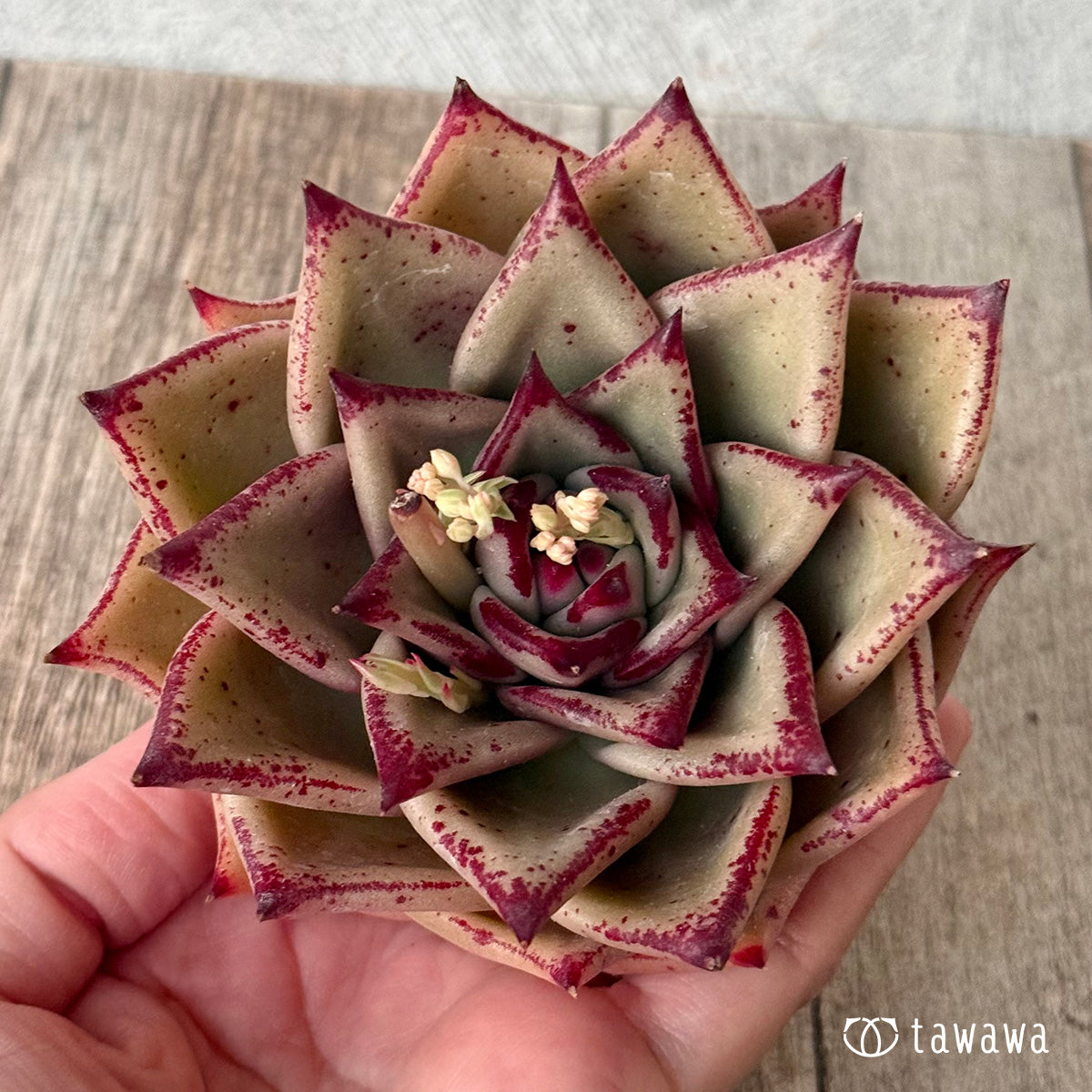 페로몬 (챔피언 모종)