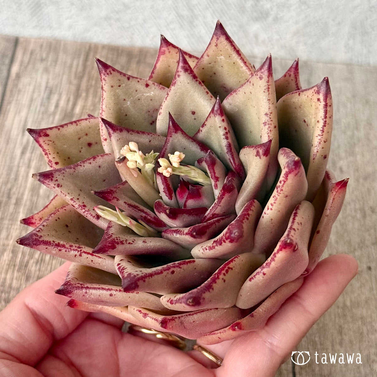 페로몬 (챔피언 모종)