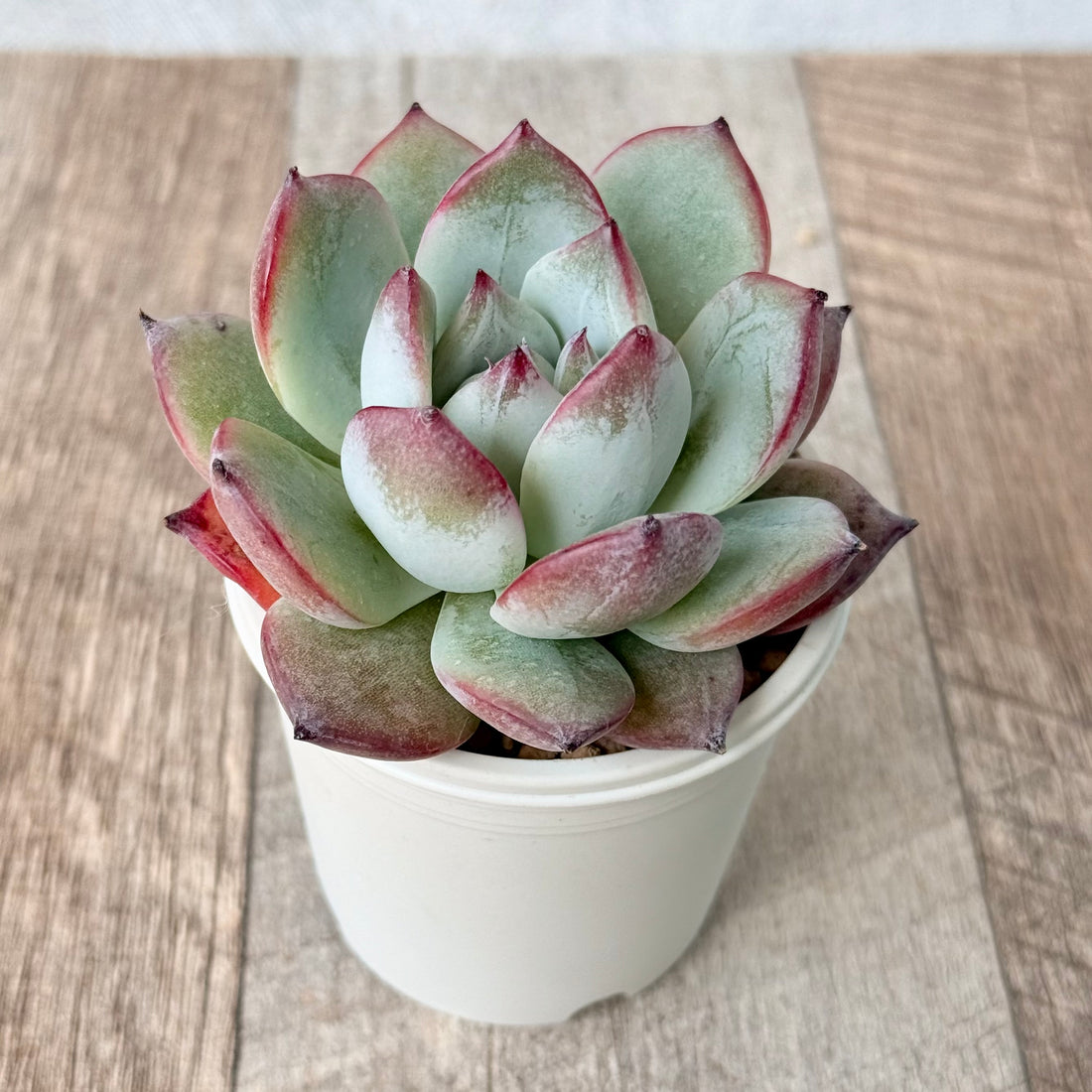 ブラックサバス⑤