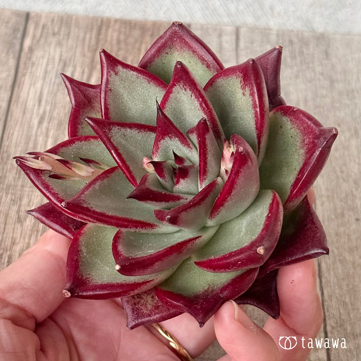 페로몬 (챔피언 모종)