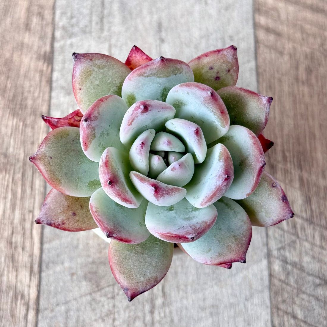 ブラックサバス⑥