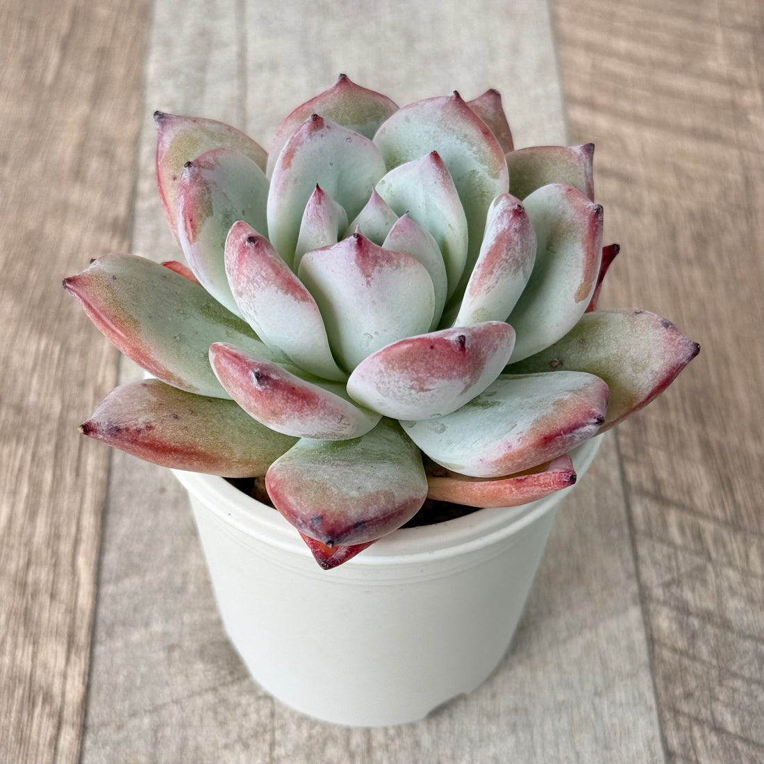 ブラックサバス⑥