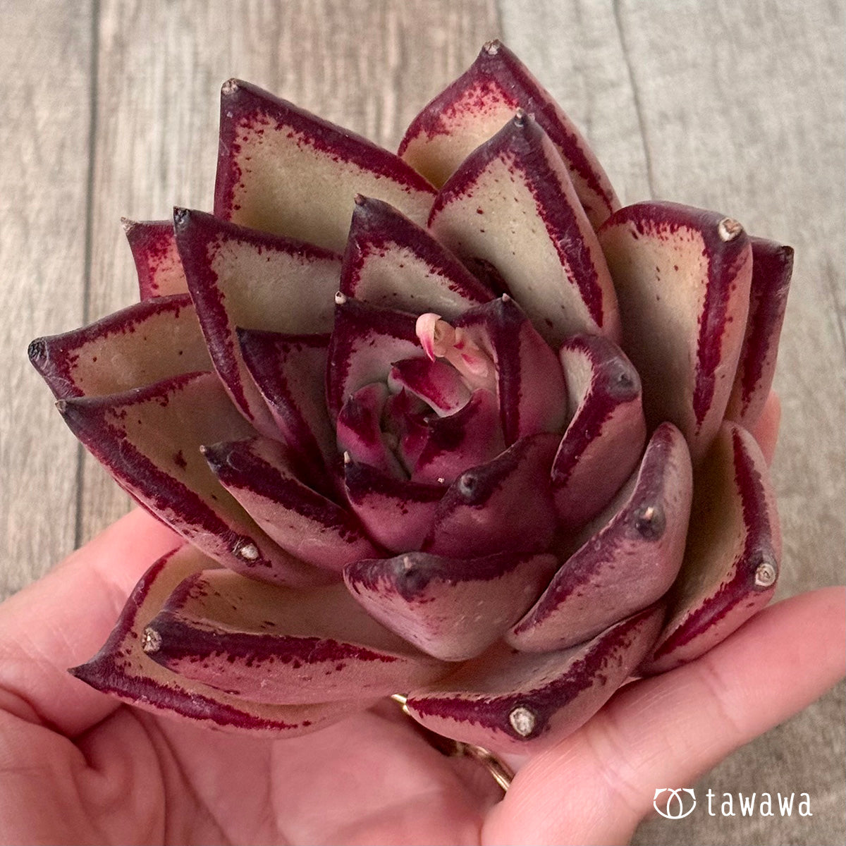 페로몬 (챔피언 모종)