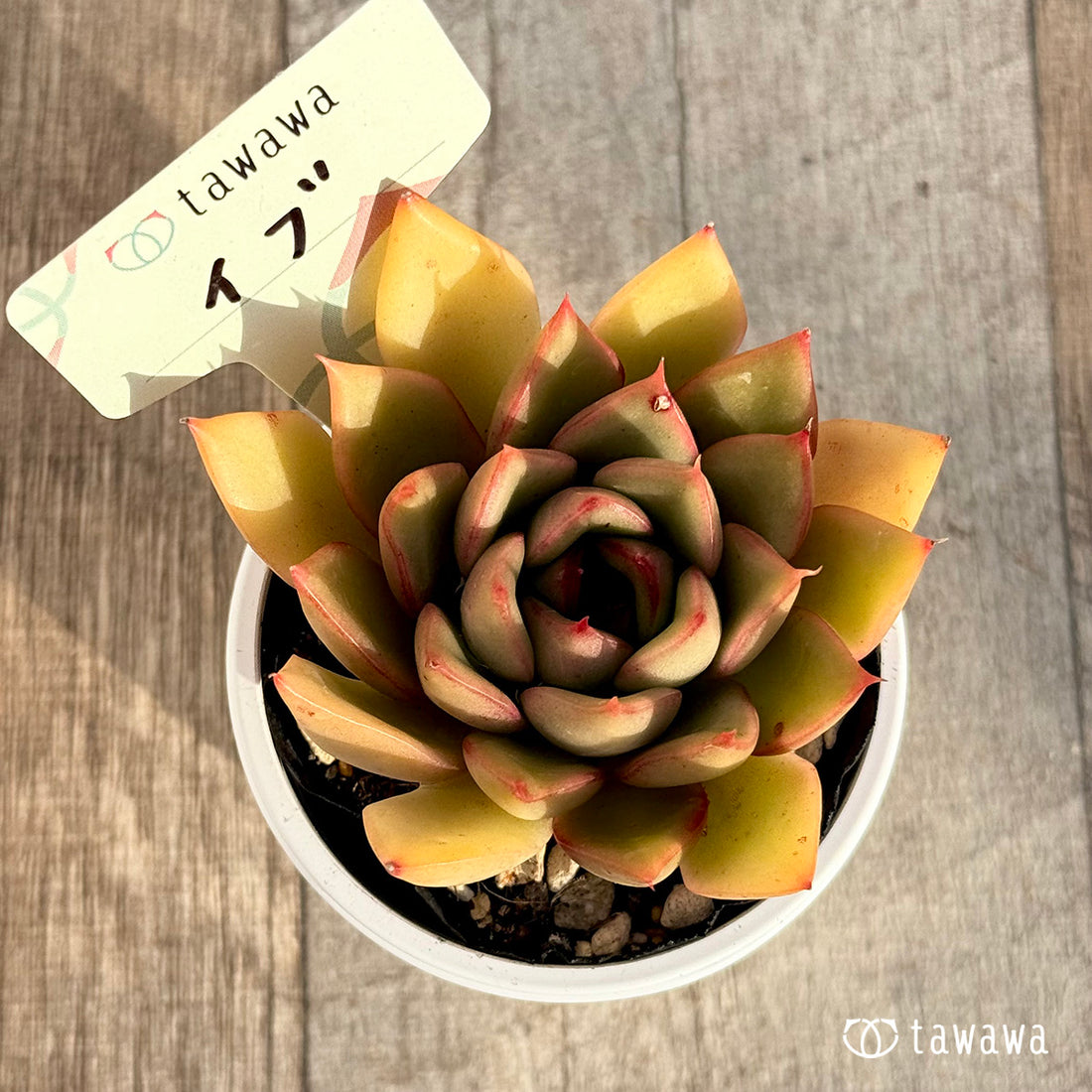 イブ 【tawawaハウス苗】