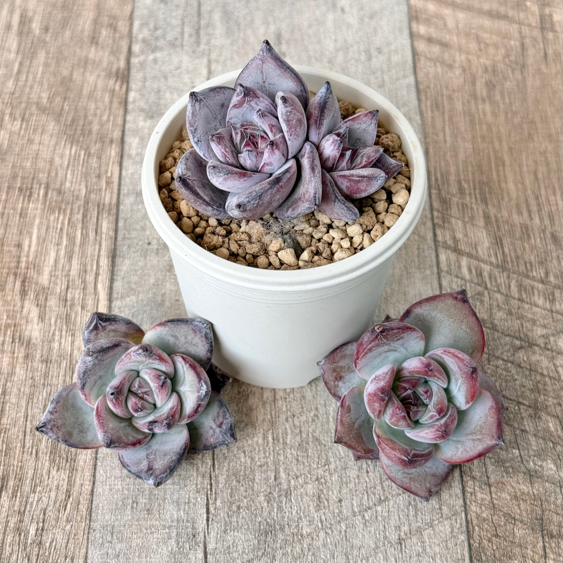 ブラックサバス⑦