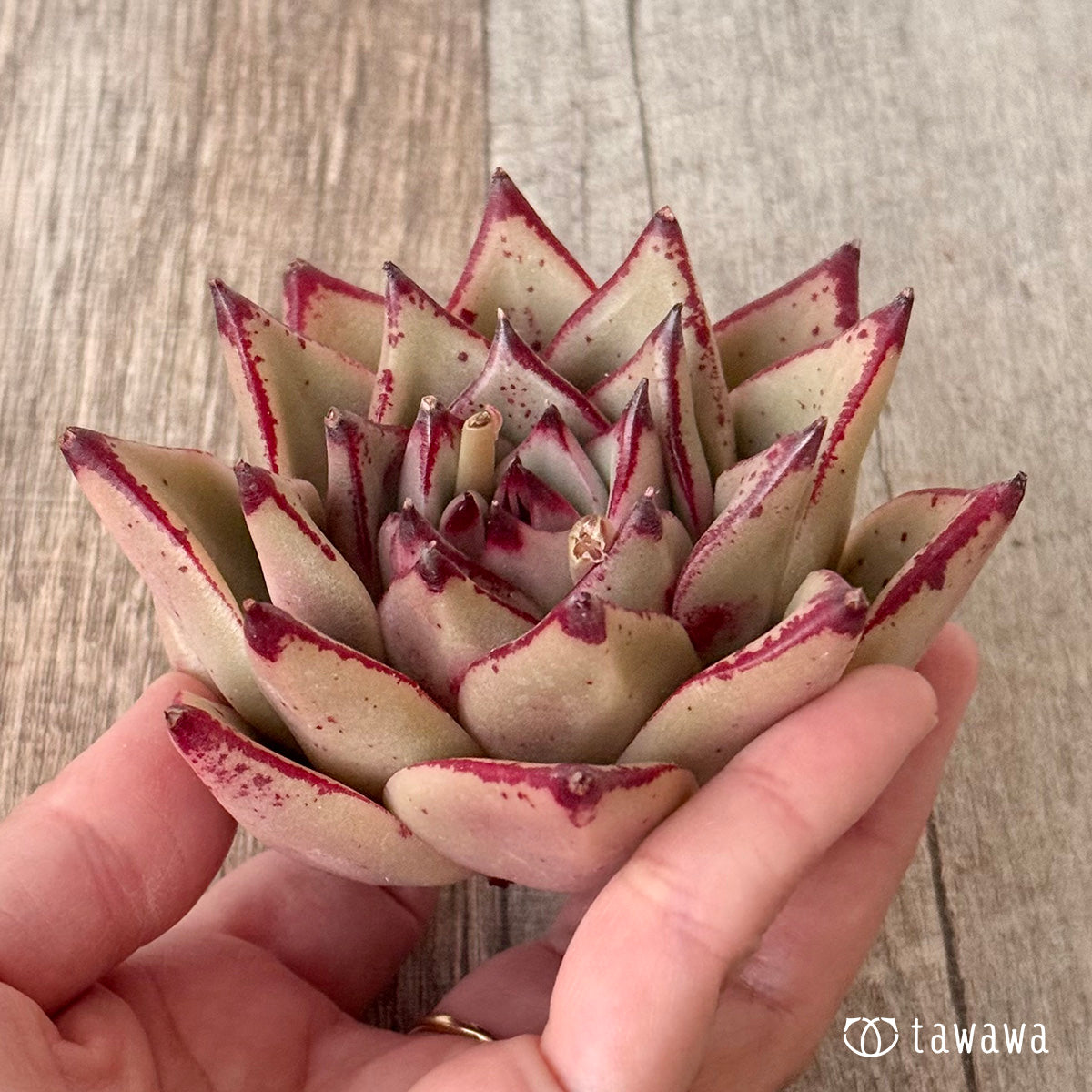 페로몬 (챔피언 모종)