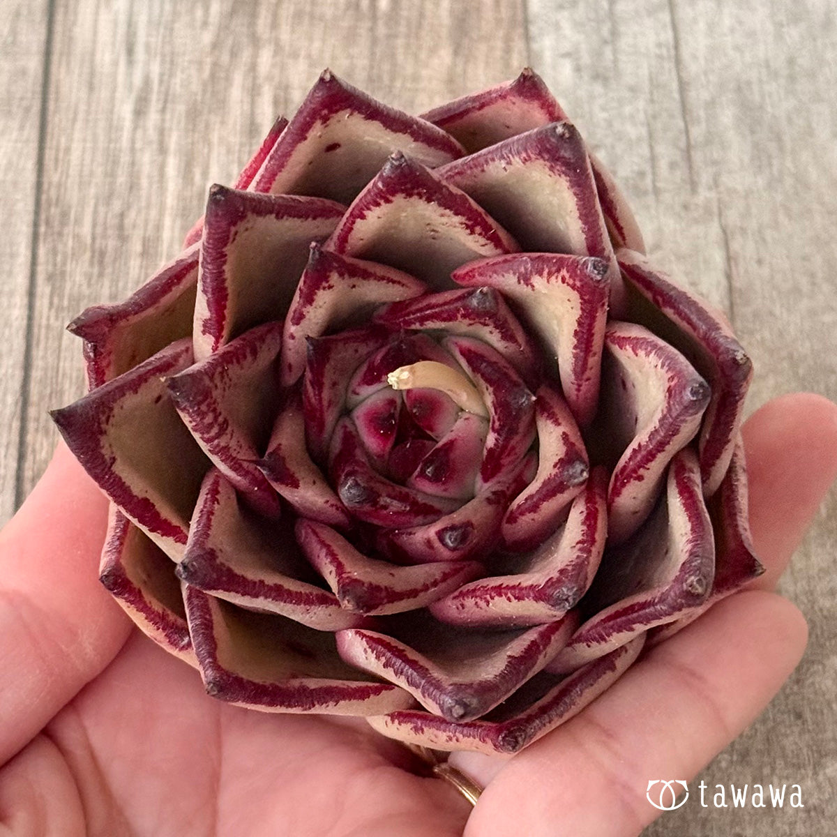 페로몬 (챔피언 모종)