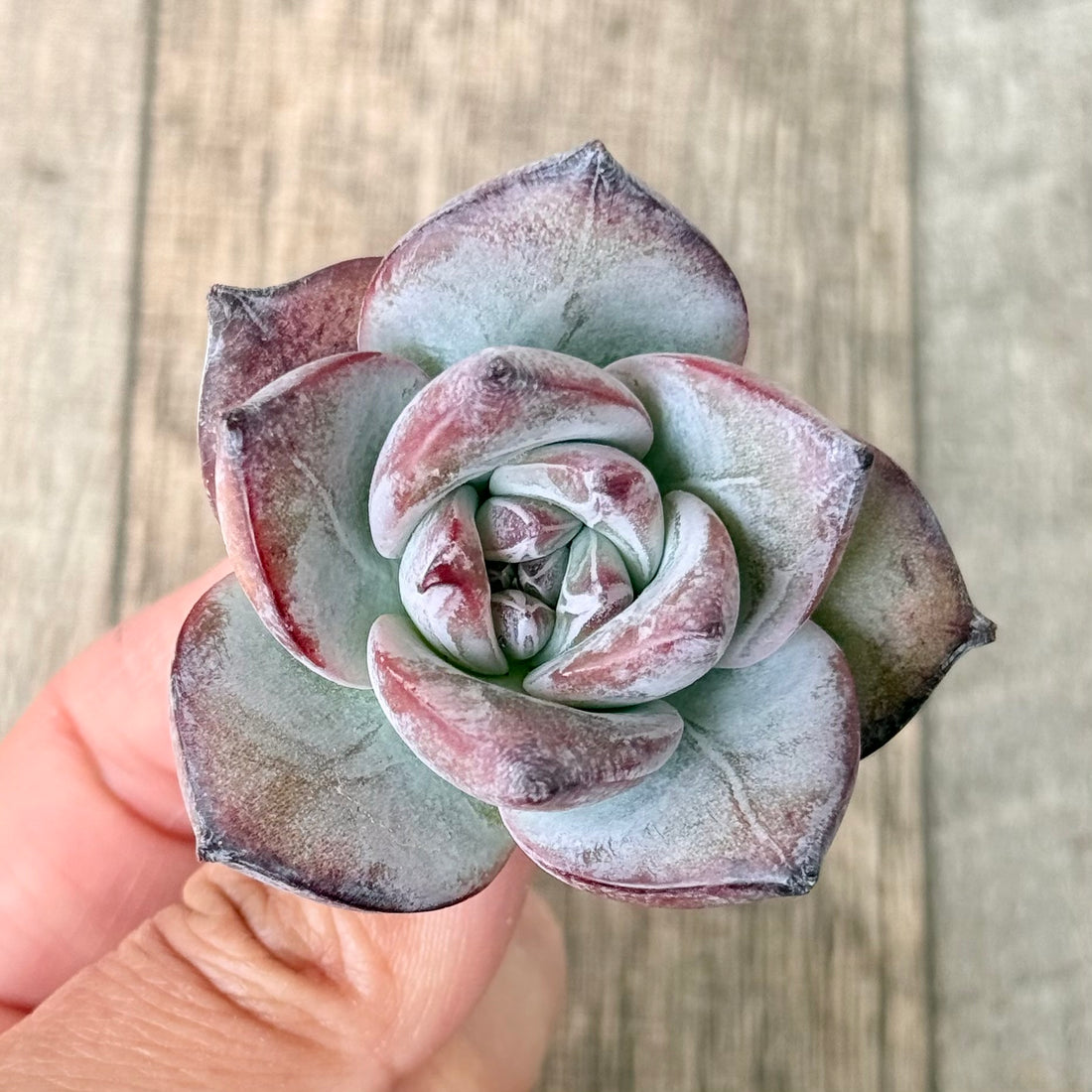 ブラックサバス⑦