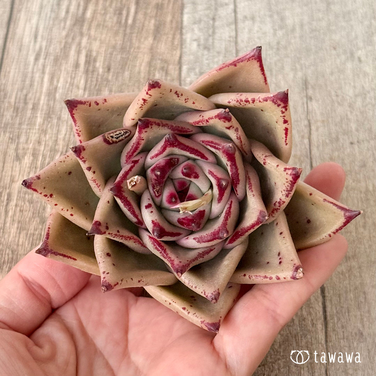 페로몬 (챔피언 모종)