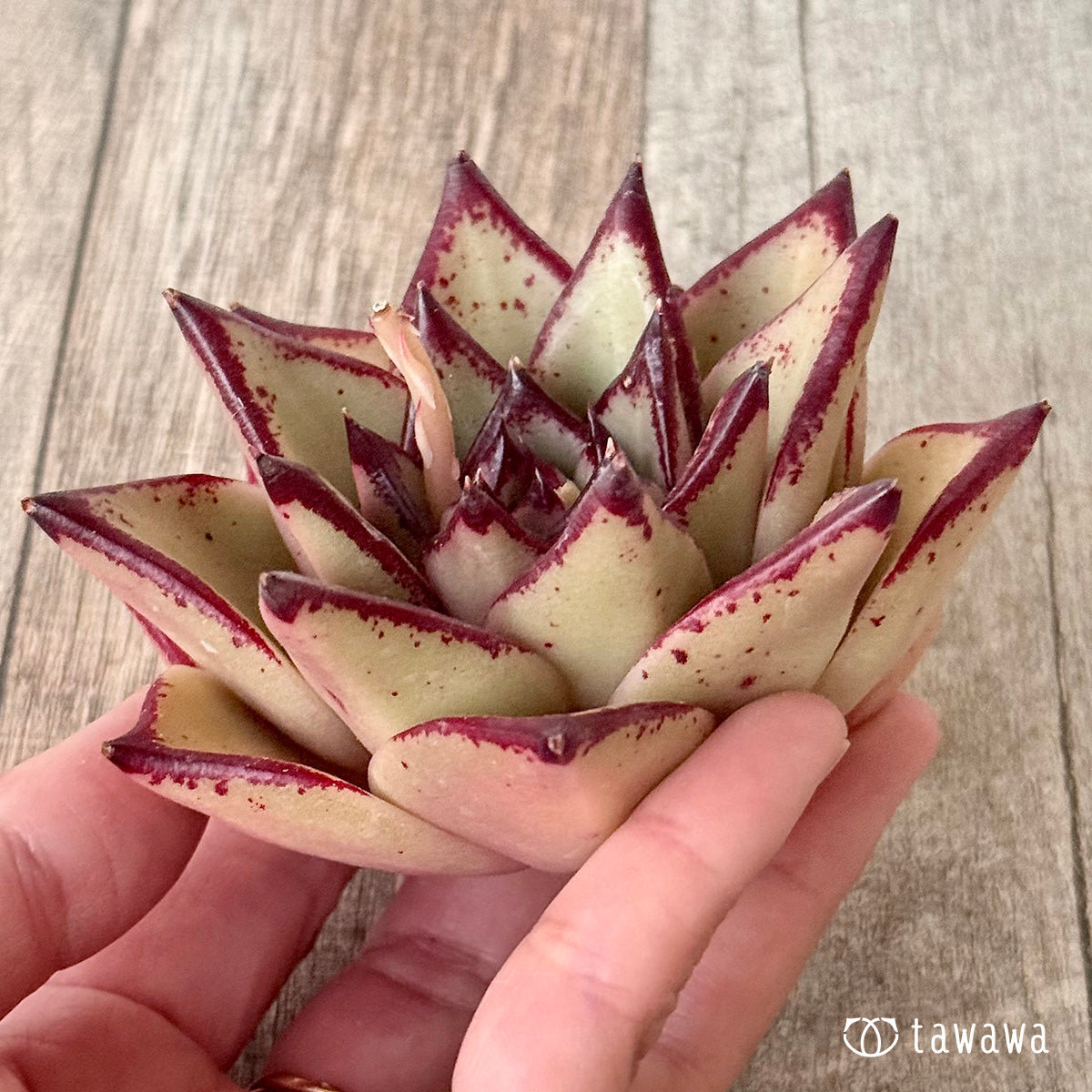 페로몬 (챔피언 모종)