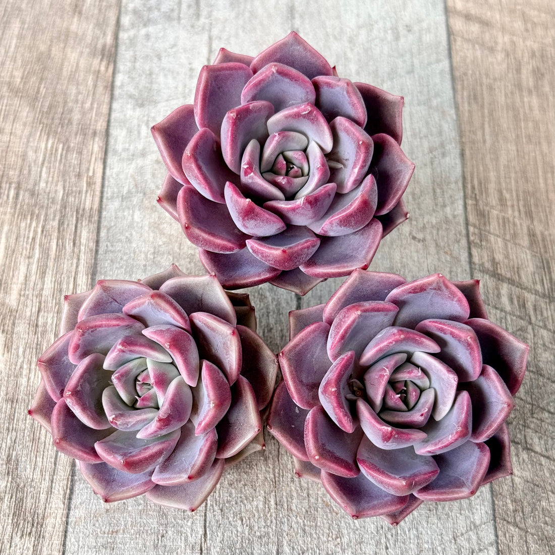 ピンクディオール