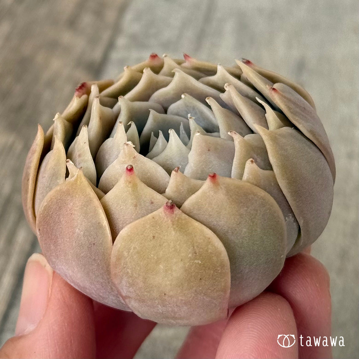 *新入荷* オレンジキャラメル(チャンヒー農園苗)