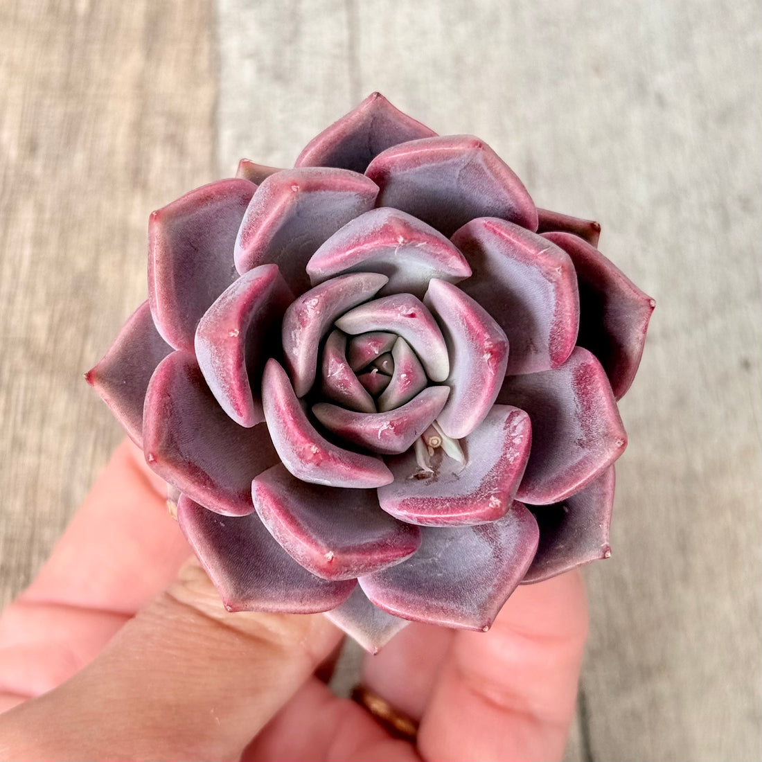 ピンクディオール