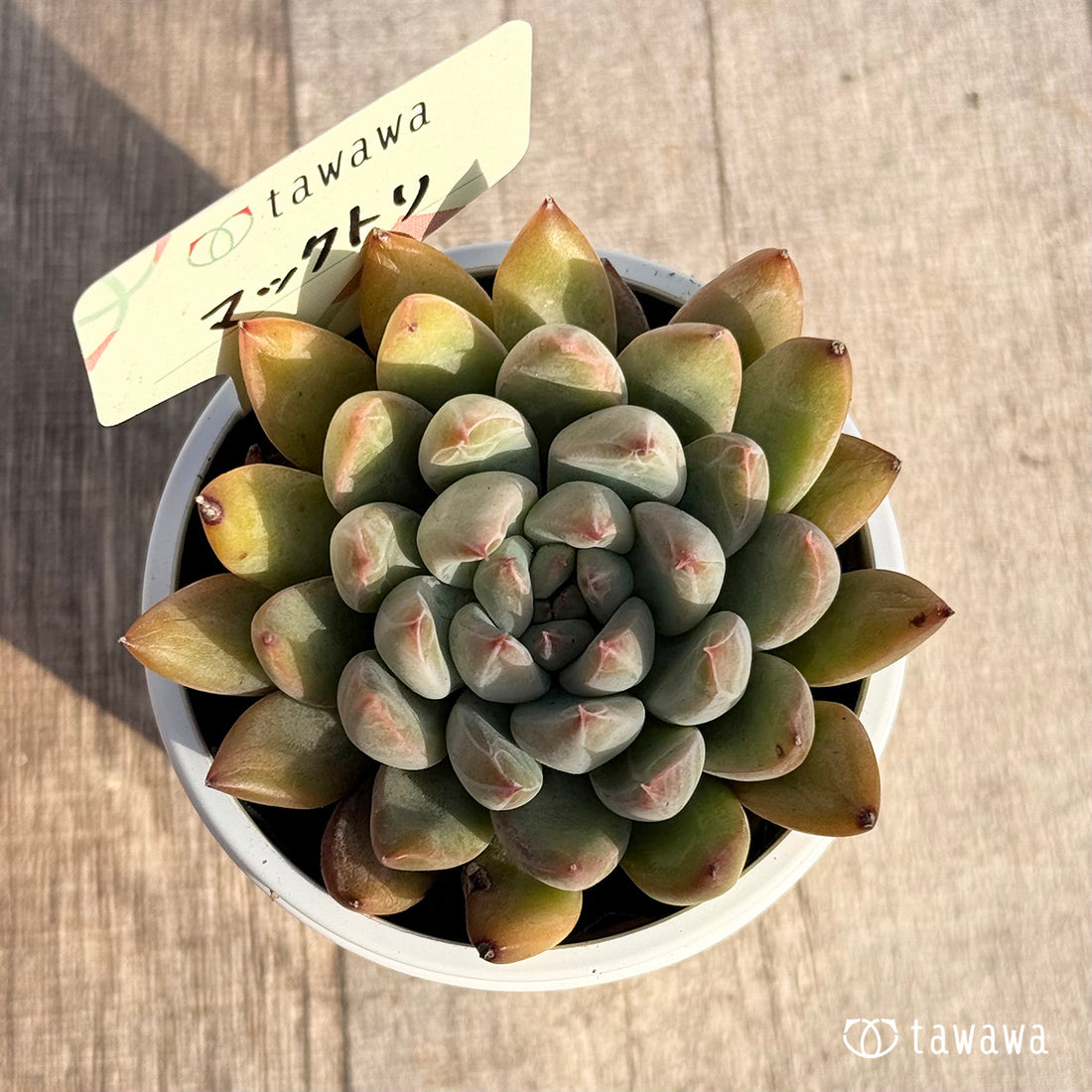 マックトリ 【tawawaハウス苗】