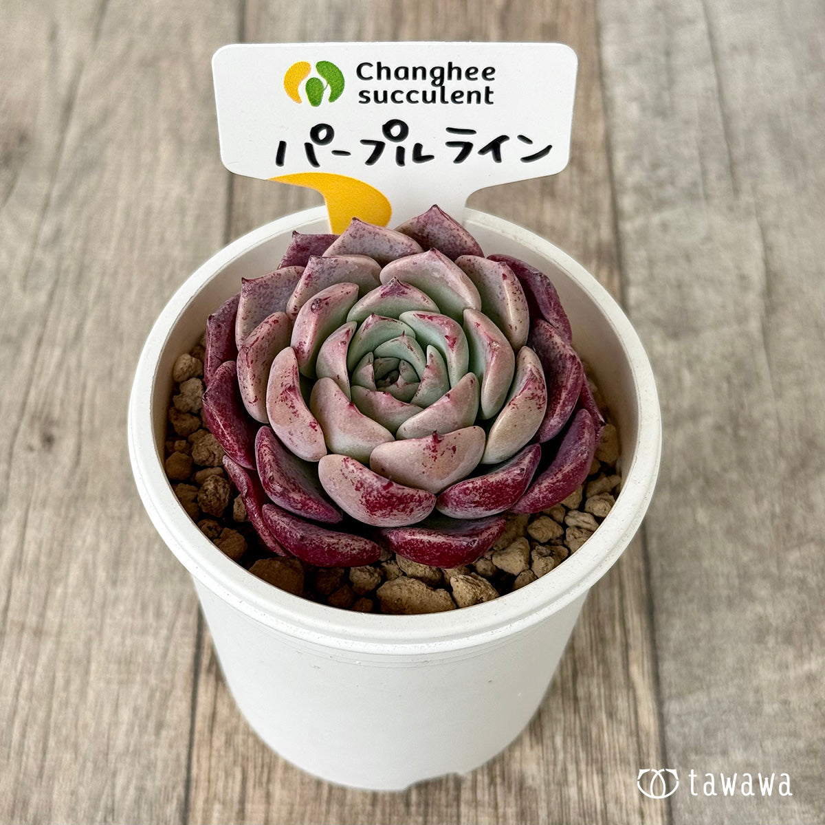 パープルライン(チャンヒー農園苗)
