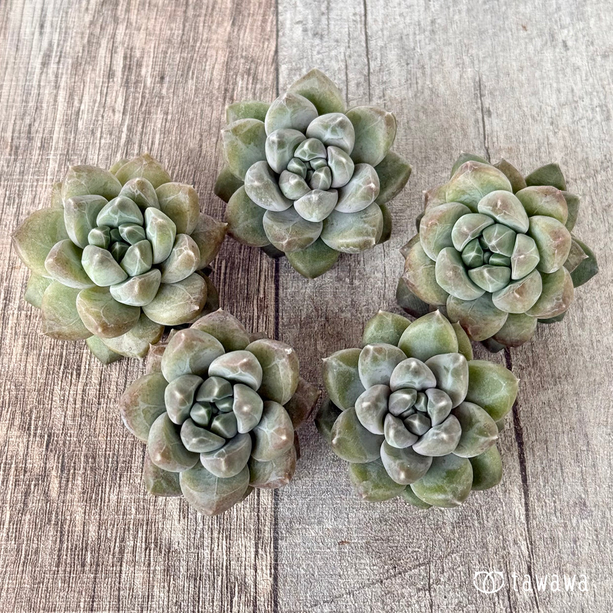 New Arrivals: Ice Green