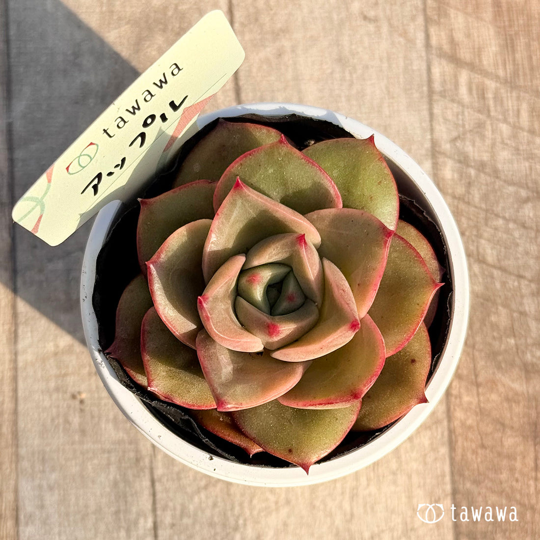 アップル 【tawawaハウス苗】