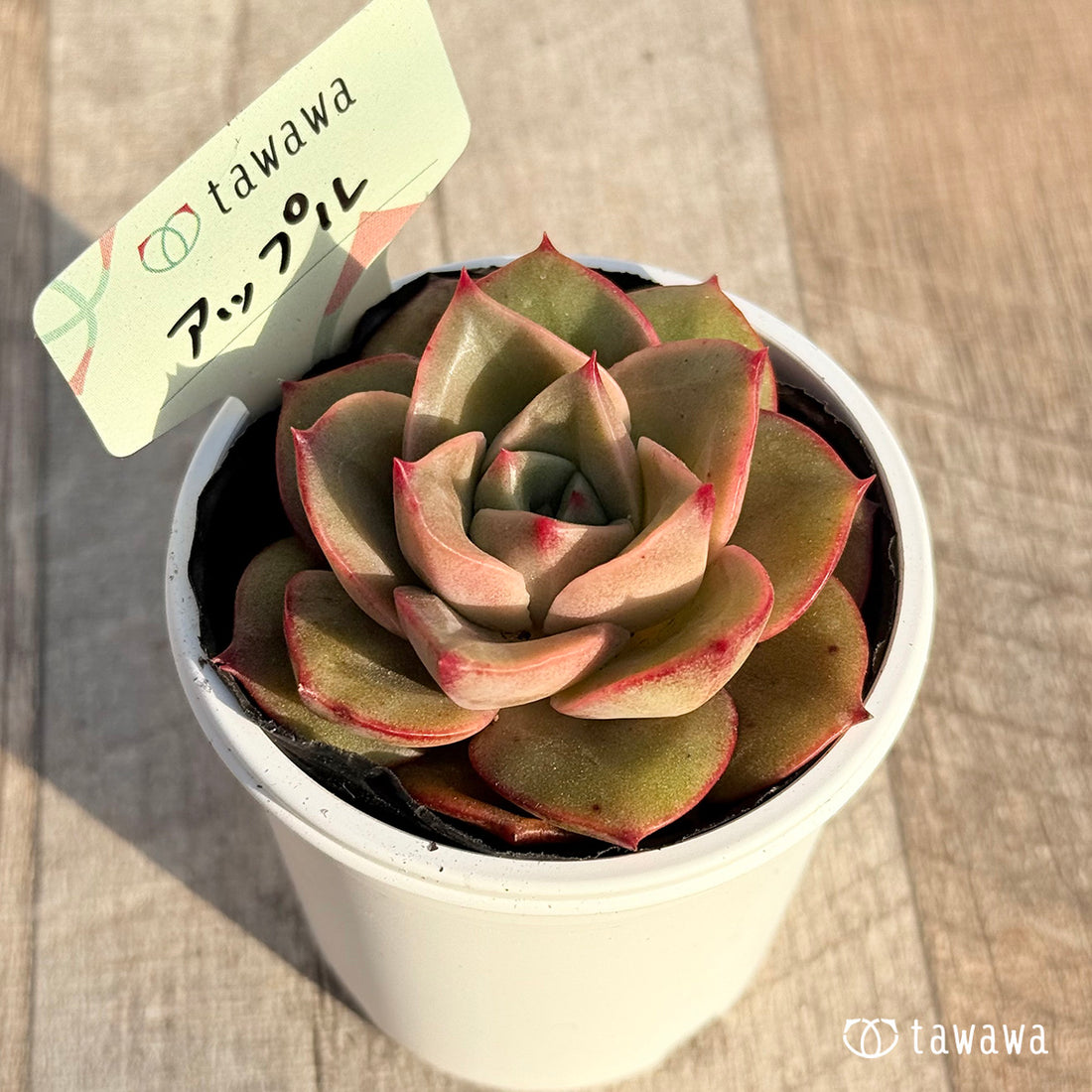 アップル 【tawawaハウス苗】