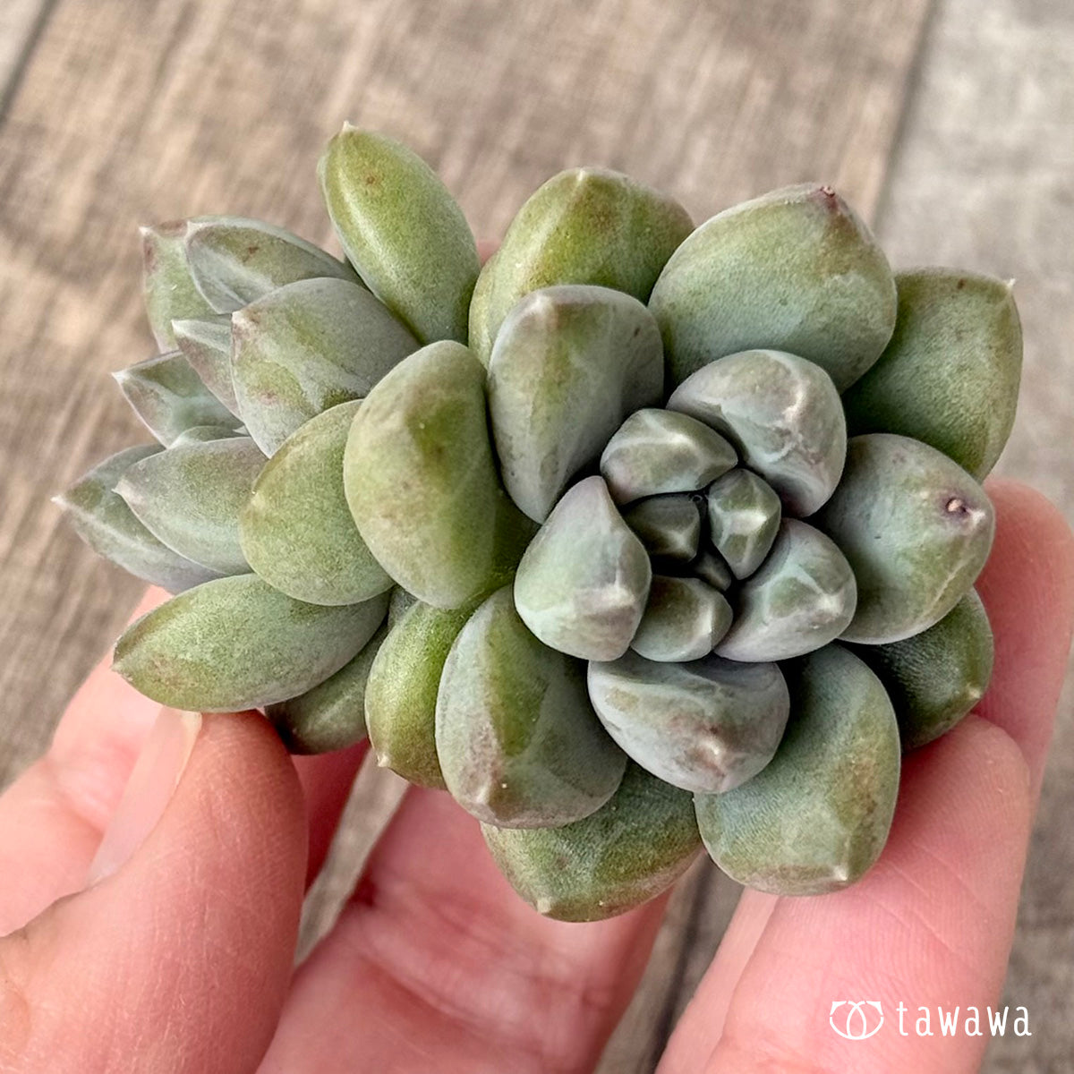 New Arrivals: Ice Green