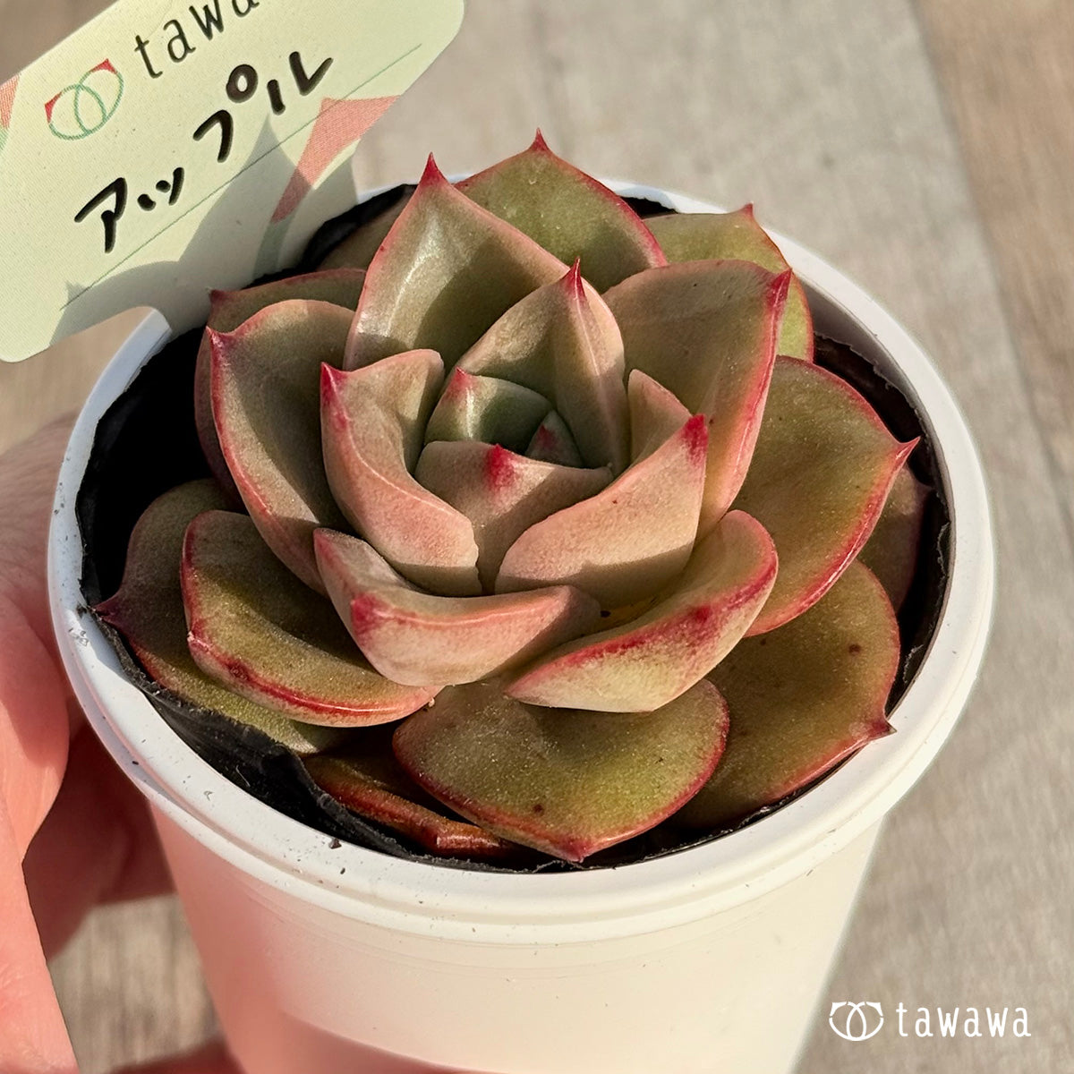 アップル 【tawawaハウス苗】