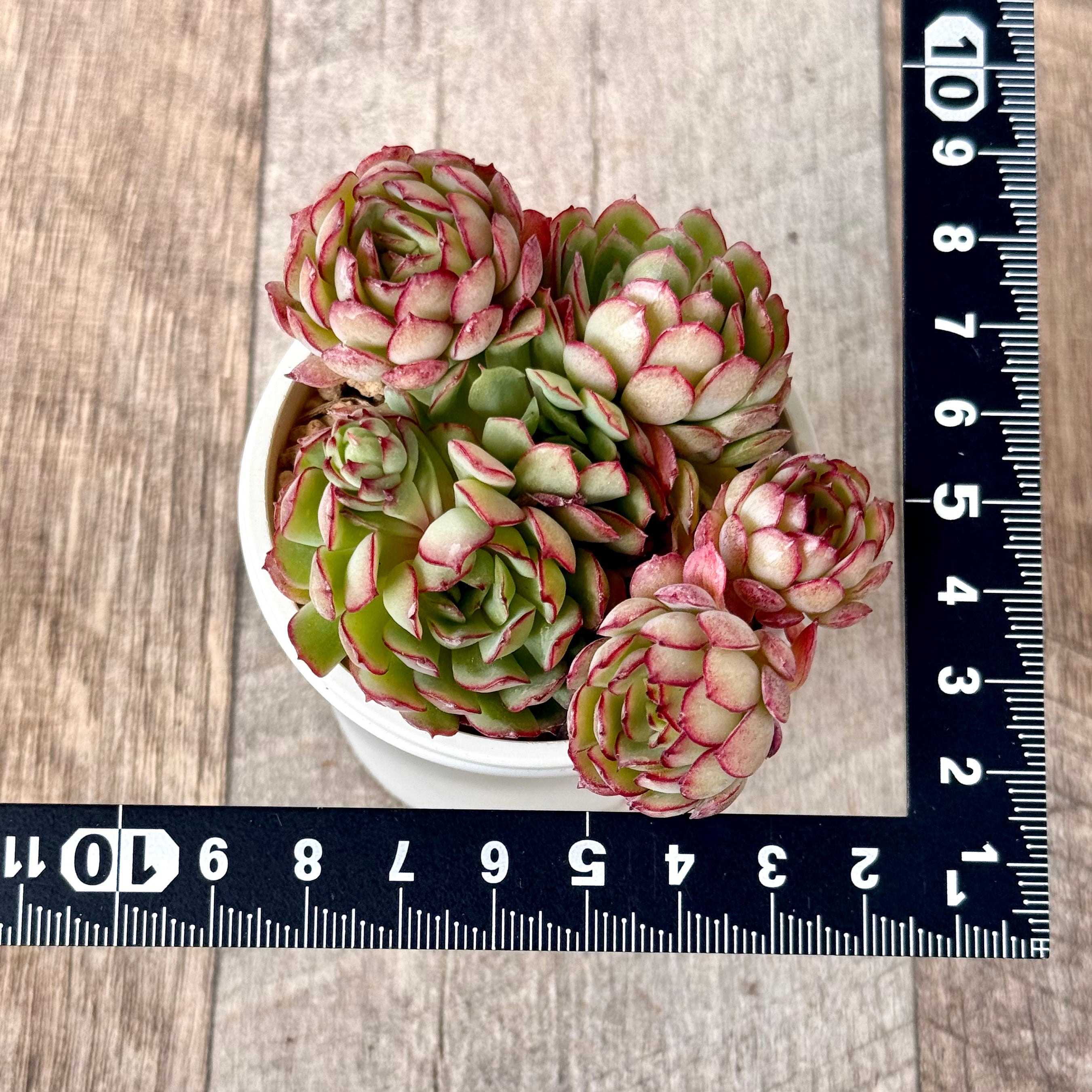 New Arrival* Cubic Frost