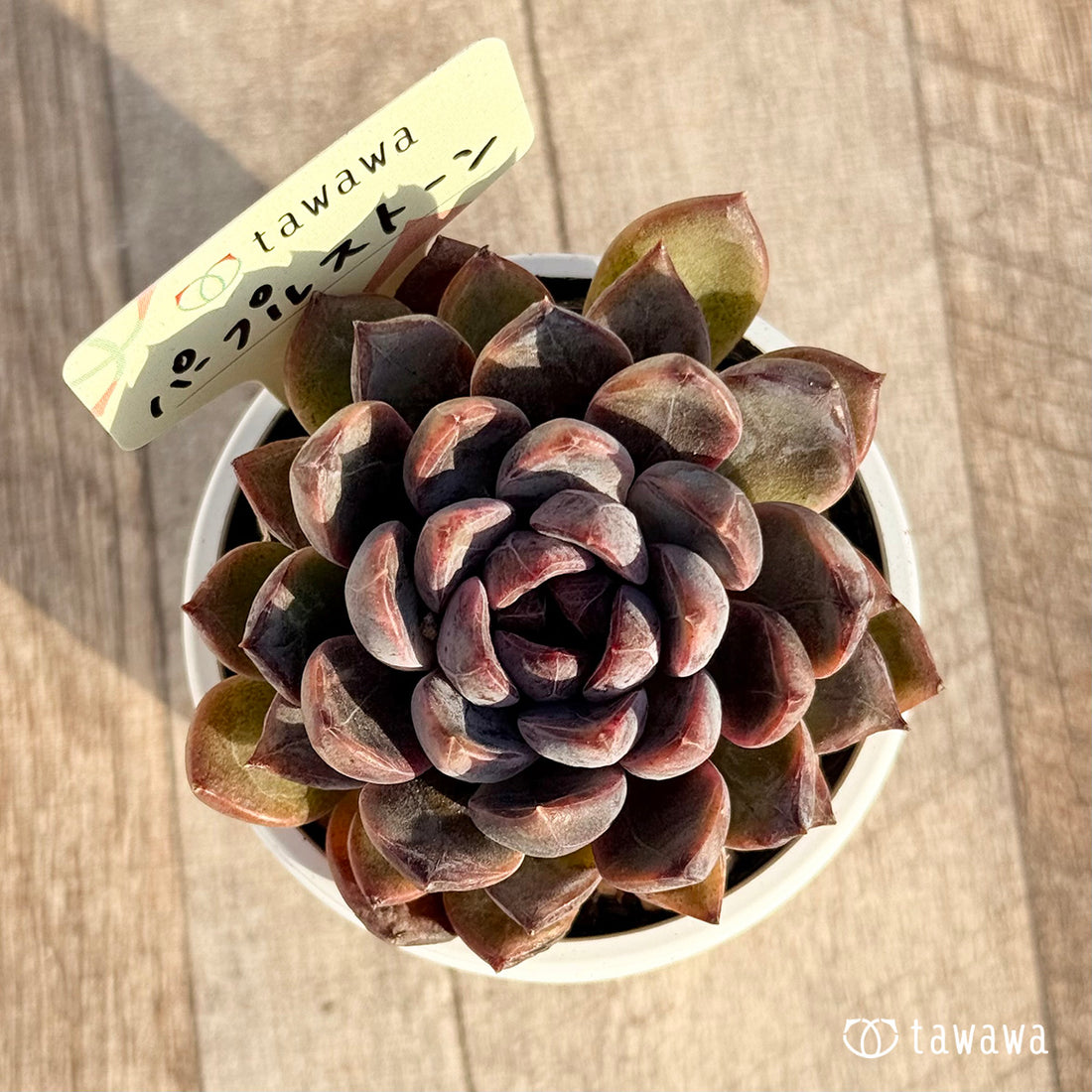 パープルストーン 【tawawaハウス苗】