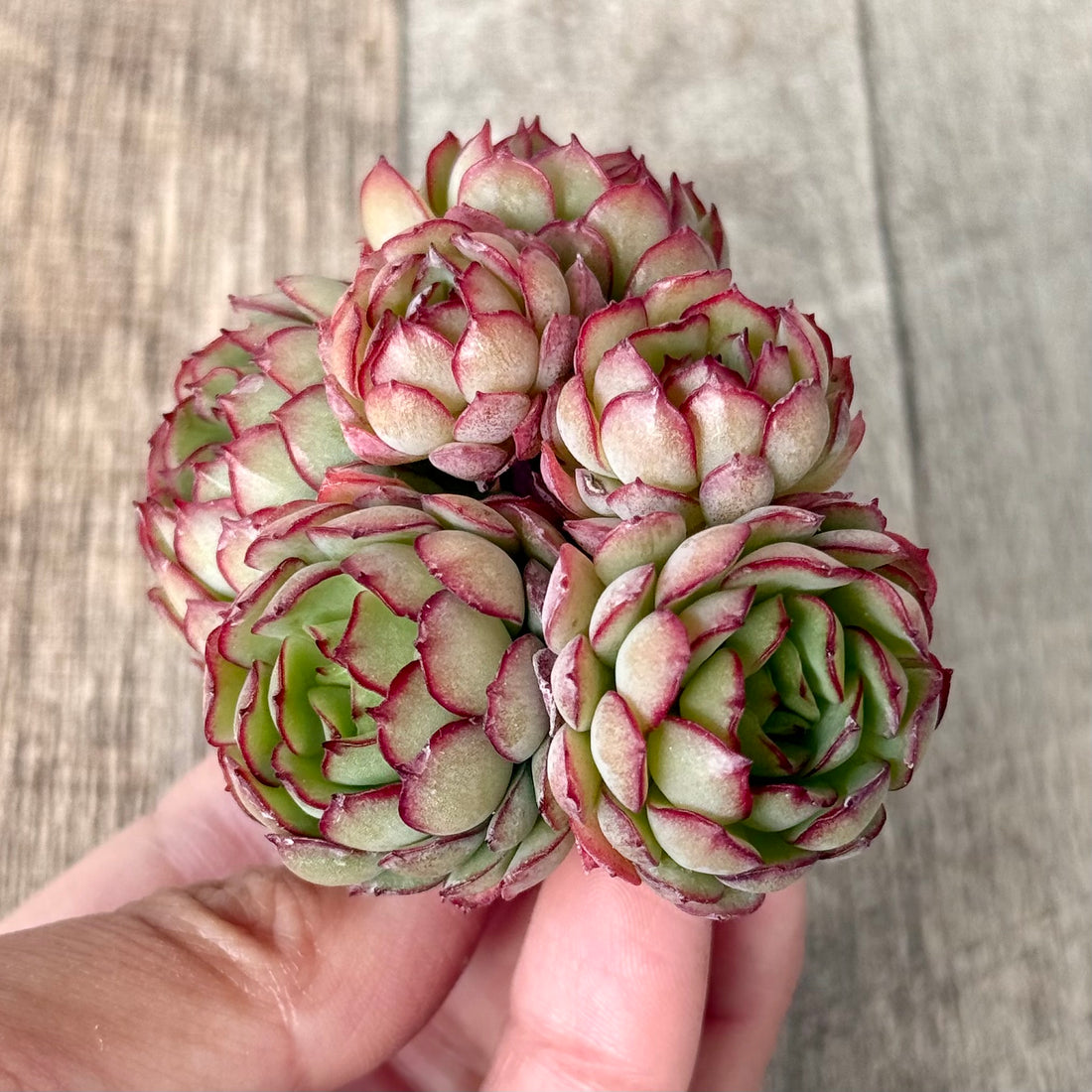 New Arrival* Cubic Frost