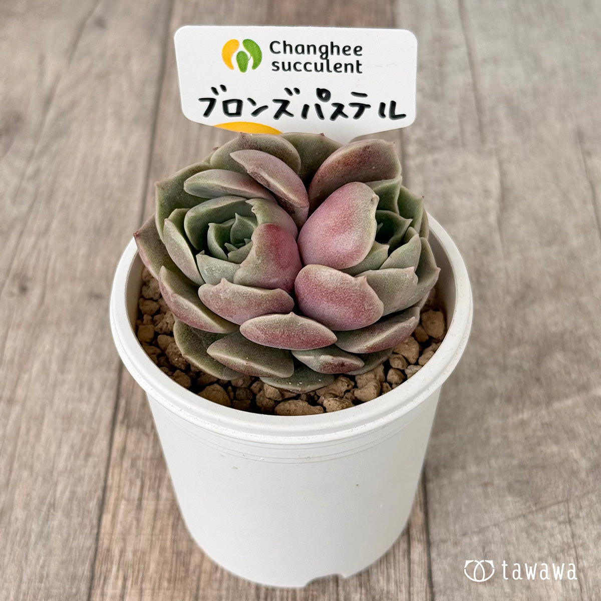 ブロンズパステル【双頭】(チャンヒー農園苗)