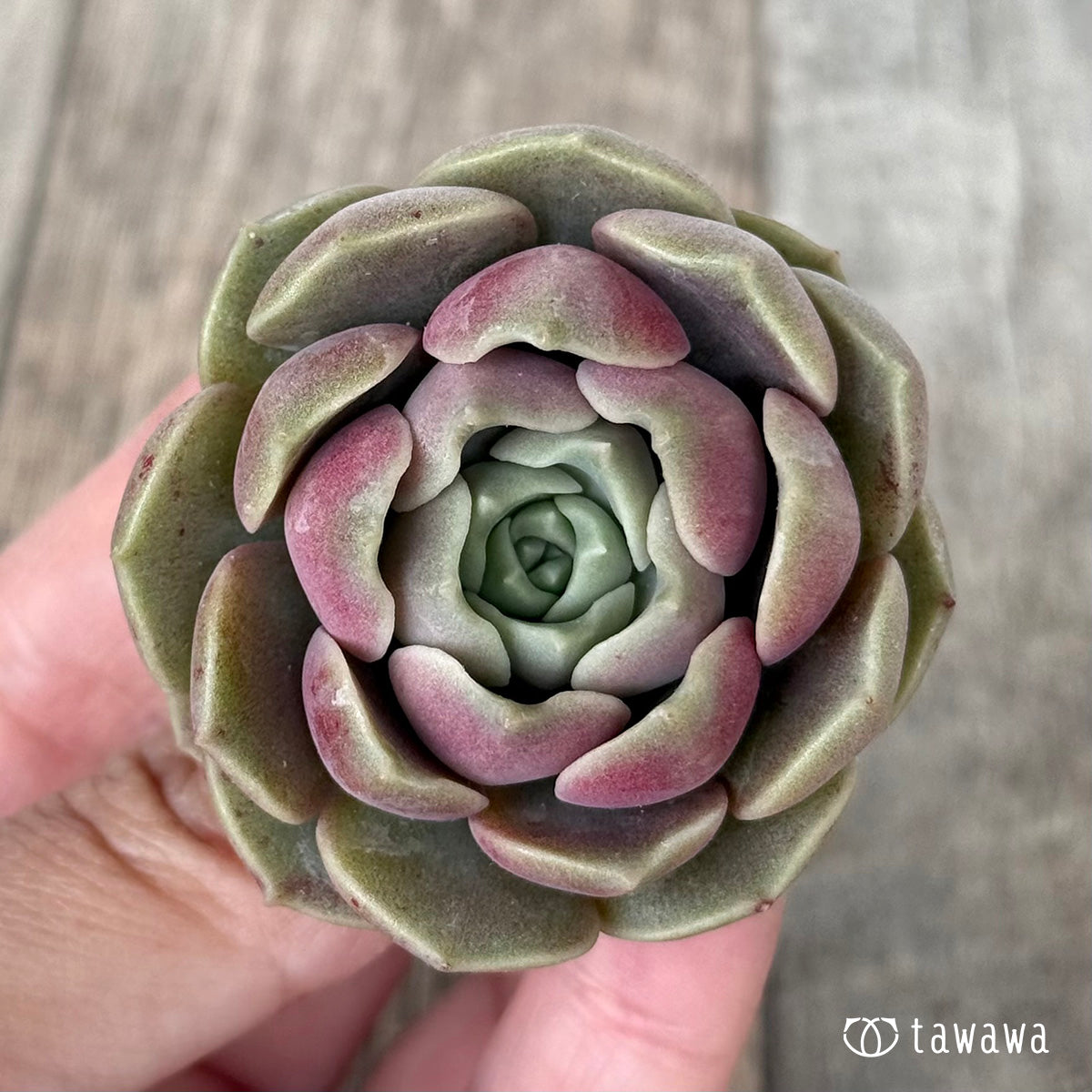 *新入荷* ブロンズパステル【単頭】(チャンヒー農園苗)