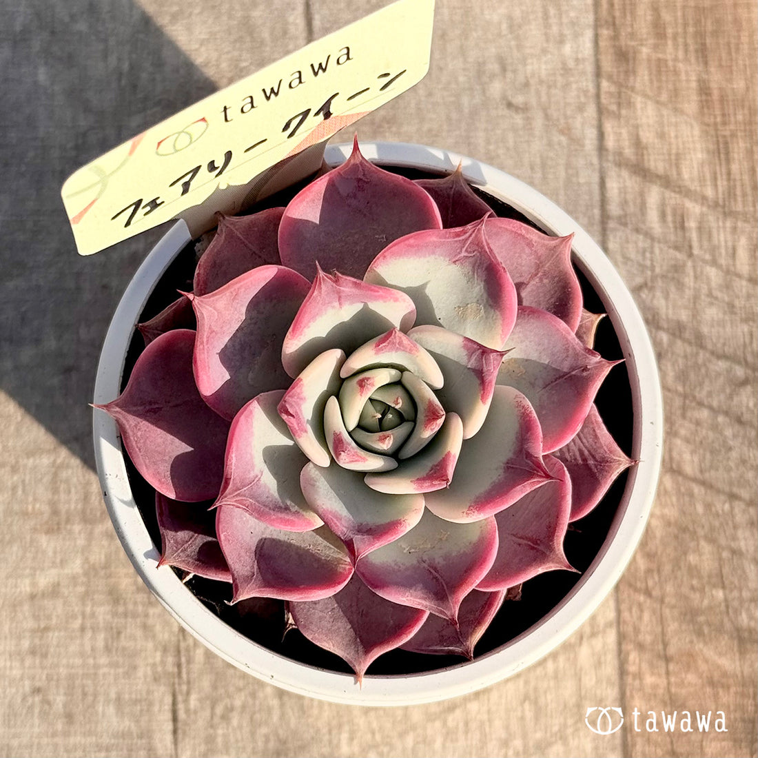 フェアリークイーン 【tawawaハウス苗】