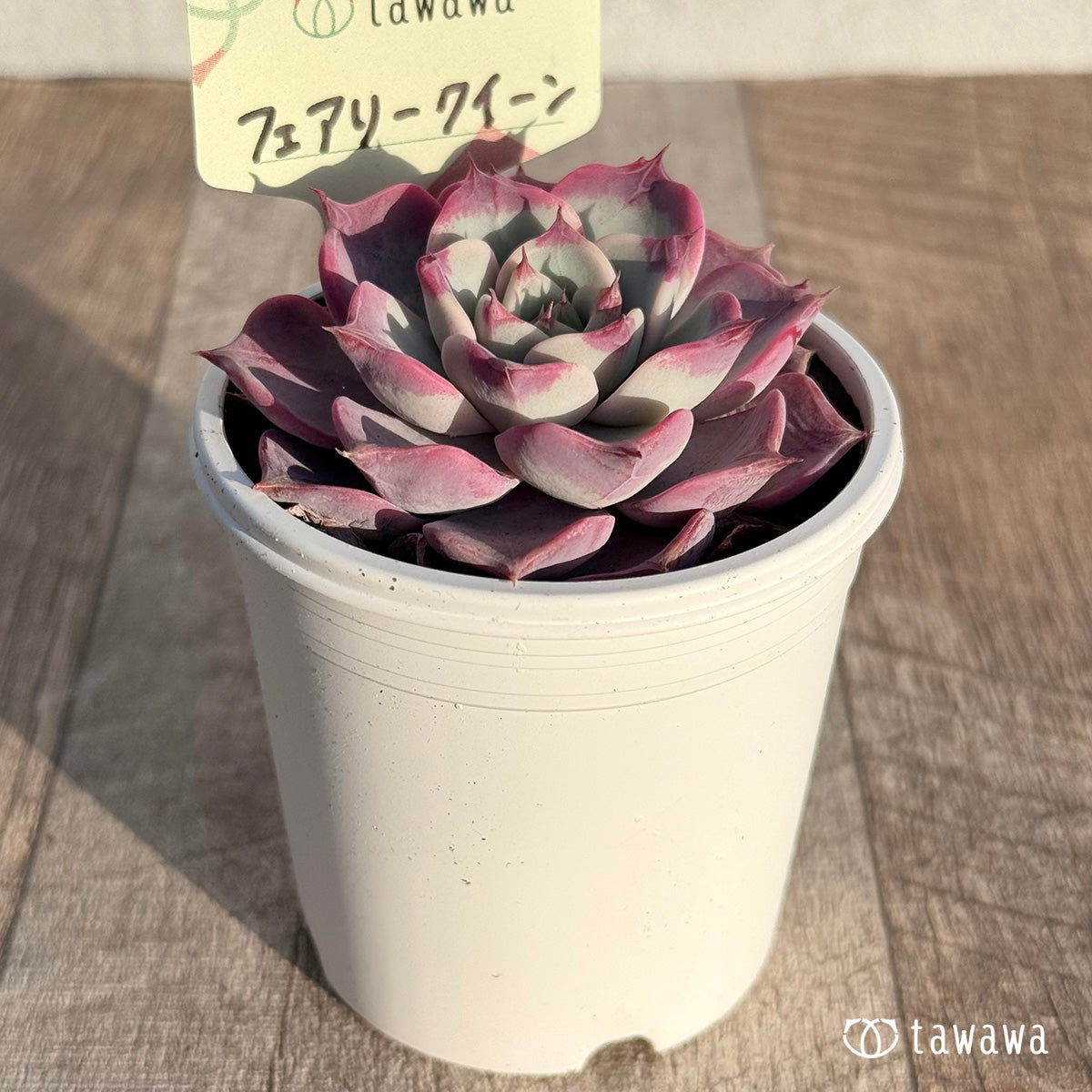 フェアリークイーン 【tawawaハウス苗】
